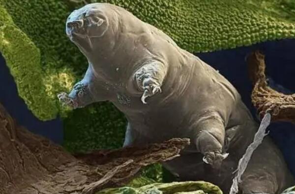 世界十大耐寒能力强的动物 大白鲨上榜,海豹排名第二