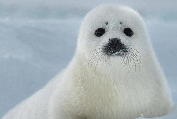 世界十大耐寒能力强的动物 大白鲨上榜,海豹排名第二
