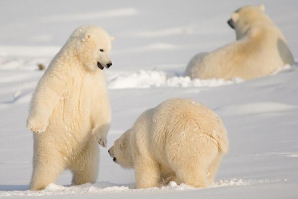 世界十大耐寒能力强的动物 大白鲨上榜,海豹排名第二