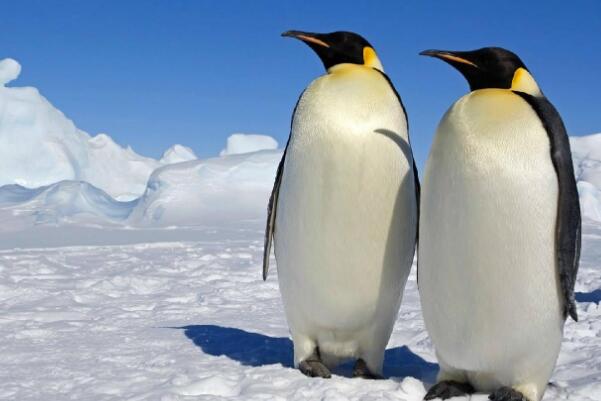 世界十大耐寒能力强的动物 大白鲨上榜,海豹排名第二