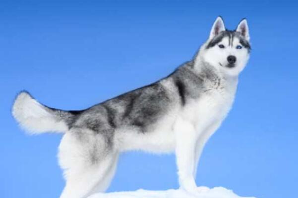 世界十大耐寒能力强的动物 大白鲨上榜,海豹排名第二