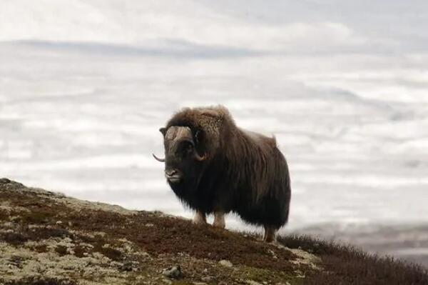 世界十大耐寒能力强的动物 大白鲨上榜,海豹排名第二