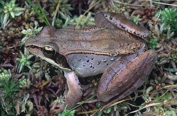 世界十大耐寒能力强的动物 大白鲨上榜,海豹排名第二