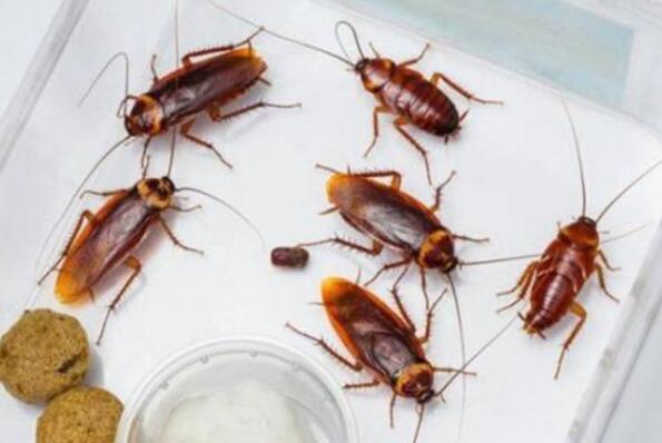 世界十大耐寒能力强的动物 大白鲨上榜,海豹排名第二