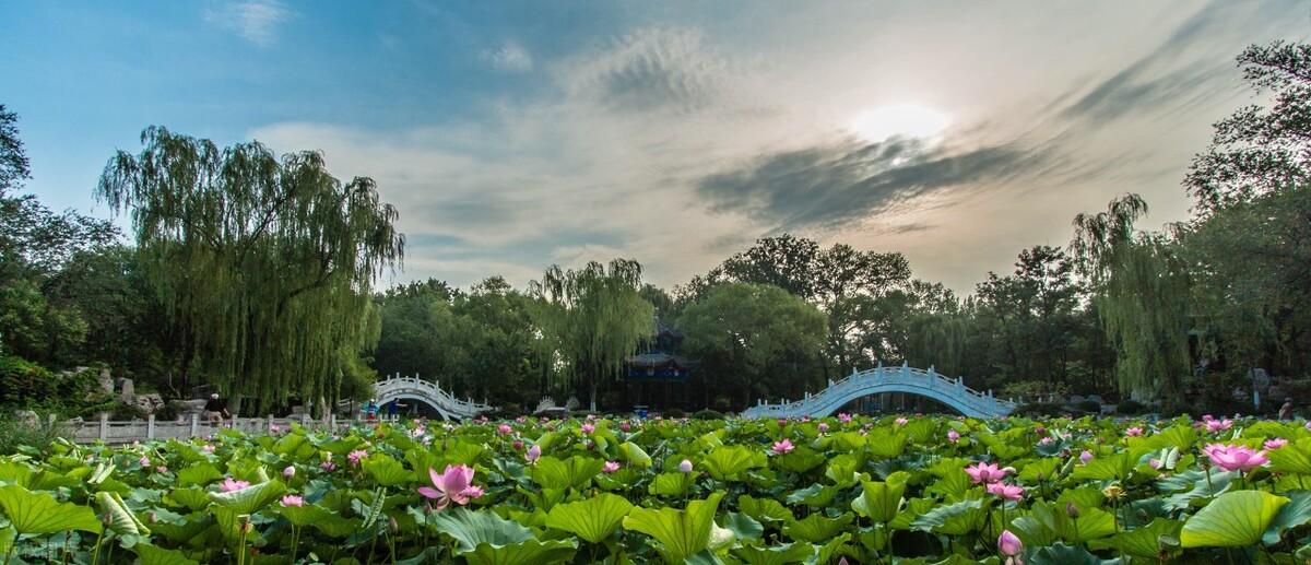 天津十大赏荷花好去处2025年排行榜前十名榜单出炉 天津十大赏荷花好去处2025年排行榜前十名榜单出炉