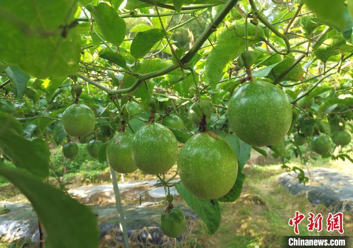 中国百香果十大品种2025年排行榜前十名榜单出炉