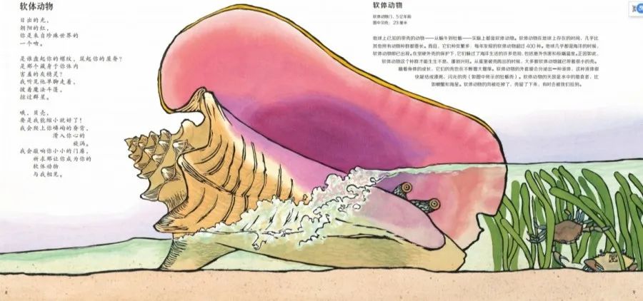 世界十大软体动物之最2025年排行榜前十名榜单出炉 世界十大软体动物之最2025年排行榜前十名榜单出炉