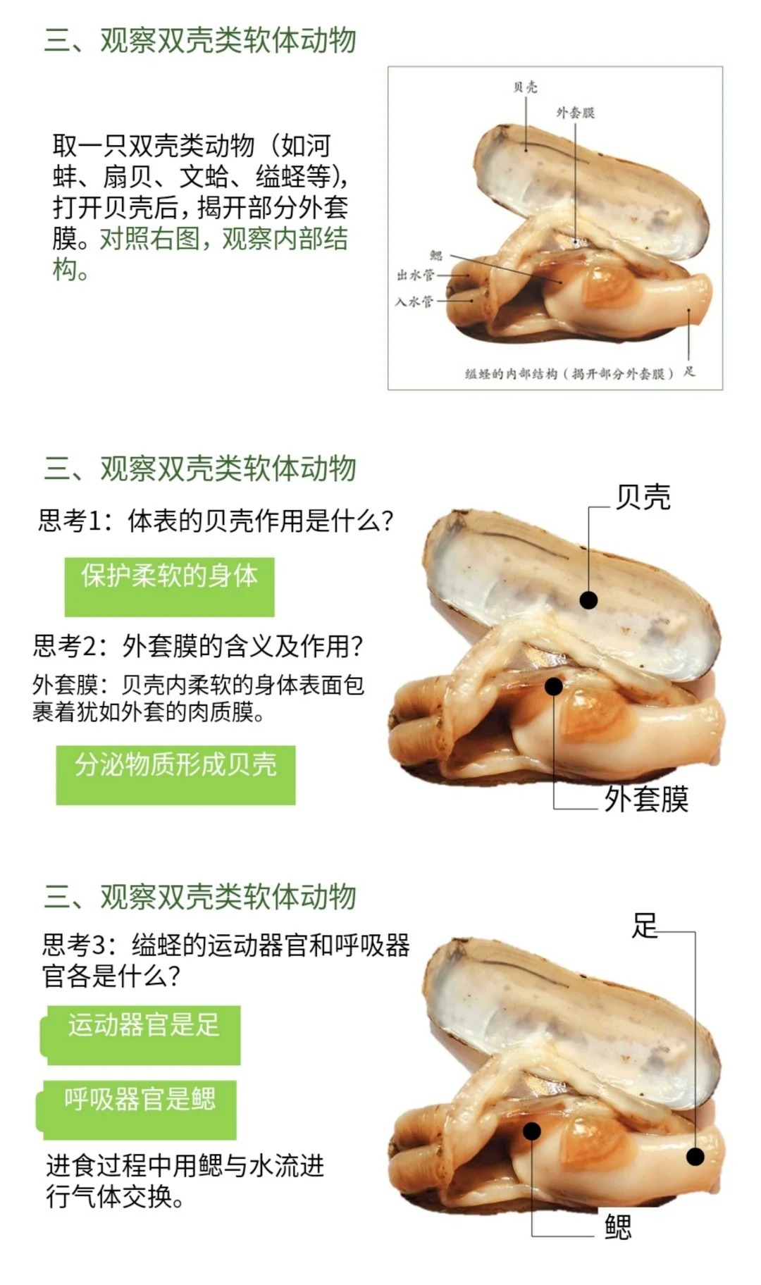 世界十大软体动物之最2025年排行榜前十名榜单出炉 世界十大软体动物之最2025年排行榜前十名榜单出炉
