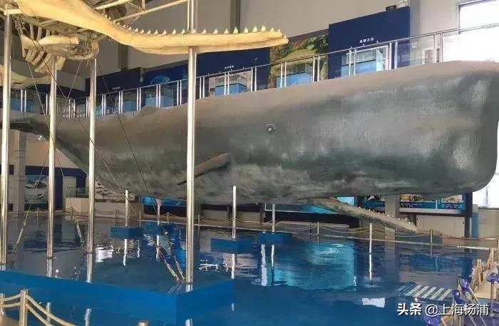 世界最大水生生物博物馆2025年排行榜前十名榜单出炉