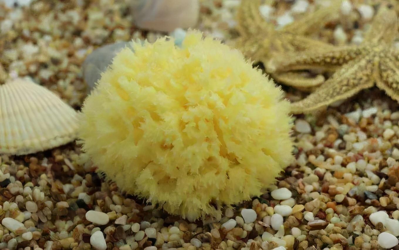 海洋十大具有超能力的生物2025年排行榜前十名榜单出炉 海洋十大具有超能力的生物2025年排行榜前十名榜单出炉