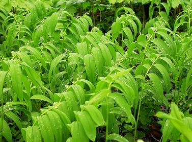 2025年山东中医药大学招生章程