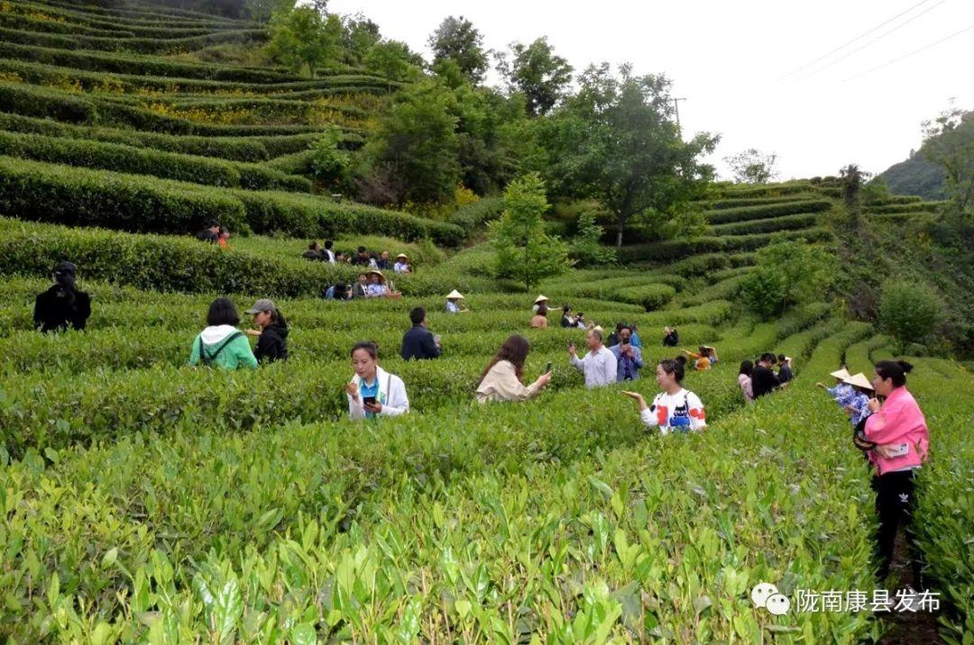 甘肃十大名茶2025年排行榜前十名榜单出炉