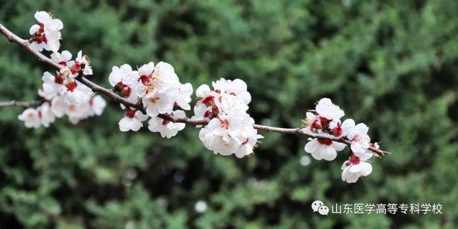 2025年山东医学高等专科学校招生章程