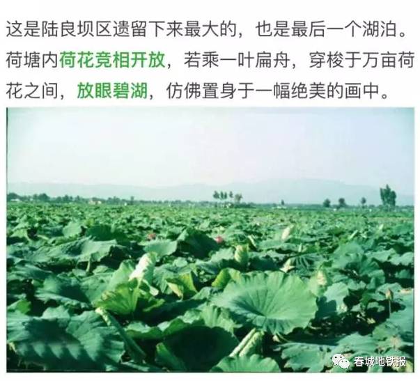 昆明及周边赏荷花好去处2025年排行榜前十名榜单出炉 昆明及周边赏荷花好去处2025年排行榜前十名榜单出炉