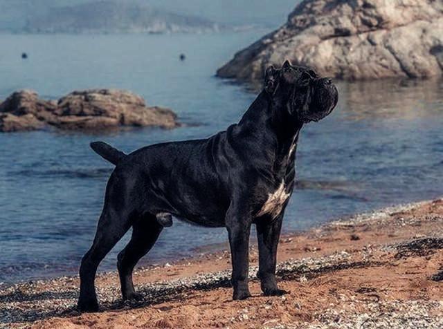 意大利十大本土特有犬种狗狗2025年排行榜前十名榜单出炉 意大利十大本土特有犬种狗狗2025年排行榜前十名榜单出炉
