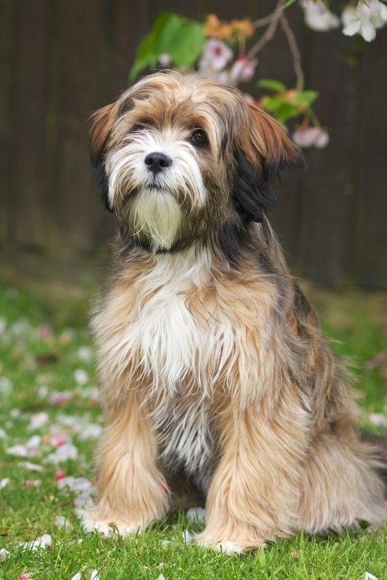 意大利十大本土特有犬种狗狗2025年排行榜前十名榜单出炉 意大利十大本土特有犬种狗狗2025年排行榜前十名榜单出炉