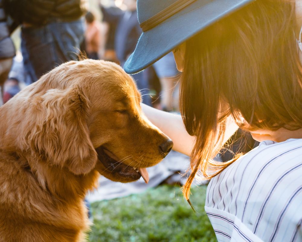 意大利十大本土特有犬种狗狗2025年排行榜前十名榜单出炉