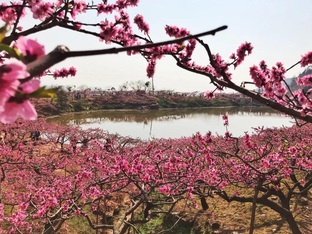 成都著名地理标志保护产品2025年排行榜前十名榜单出炉 成都著名地理标志保护产品2025年排行榜前十名榜单出炉
