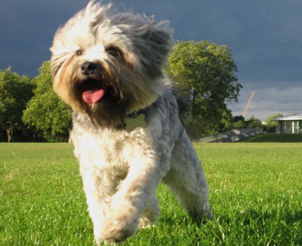 世界十大贵族名犬盘点2025年排行榜前十名榜单出炉