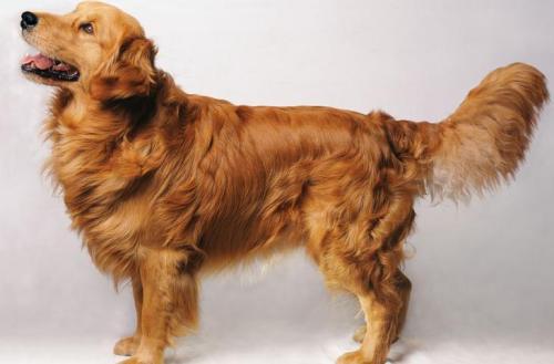 世界十大贵族名犬盘点2025年排行榜前十名榜单出炉 世界十大贵族名犬盘点2025年排行榜前十名榜单出炉