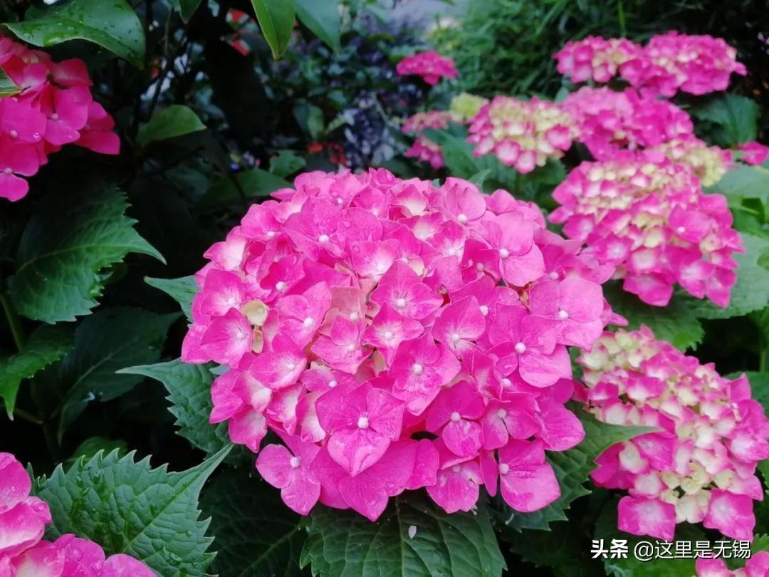 无锡适合端午旅游的地方2025年排行榜前十名榜单出炉 无锡适合端午旅游的地方2025年排行榜前十名榜单出炉