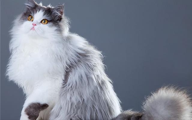 世界十大最聪明的宠物猫2025年排行榜前十名榜单出炉