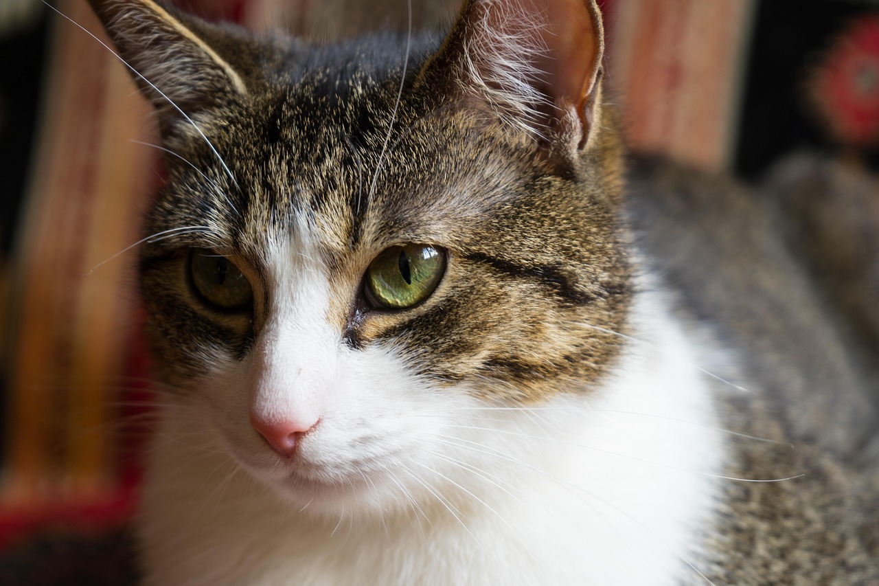 世界十大最聪明的宠物猫2025年排行榜前十名榜单出炉