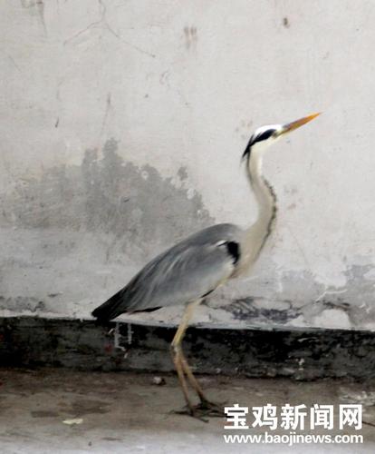 2025年宝鸡三和职业学院分类考试招生章程