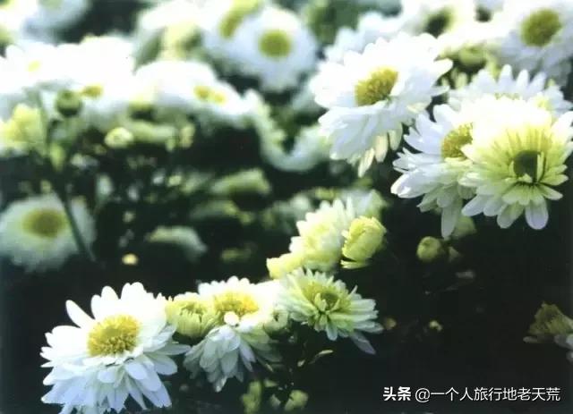 浙江十大最美水上红杉林2025年排行榜前十名榜单出炉