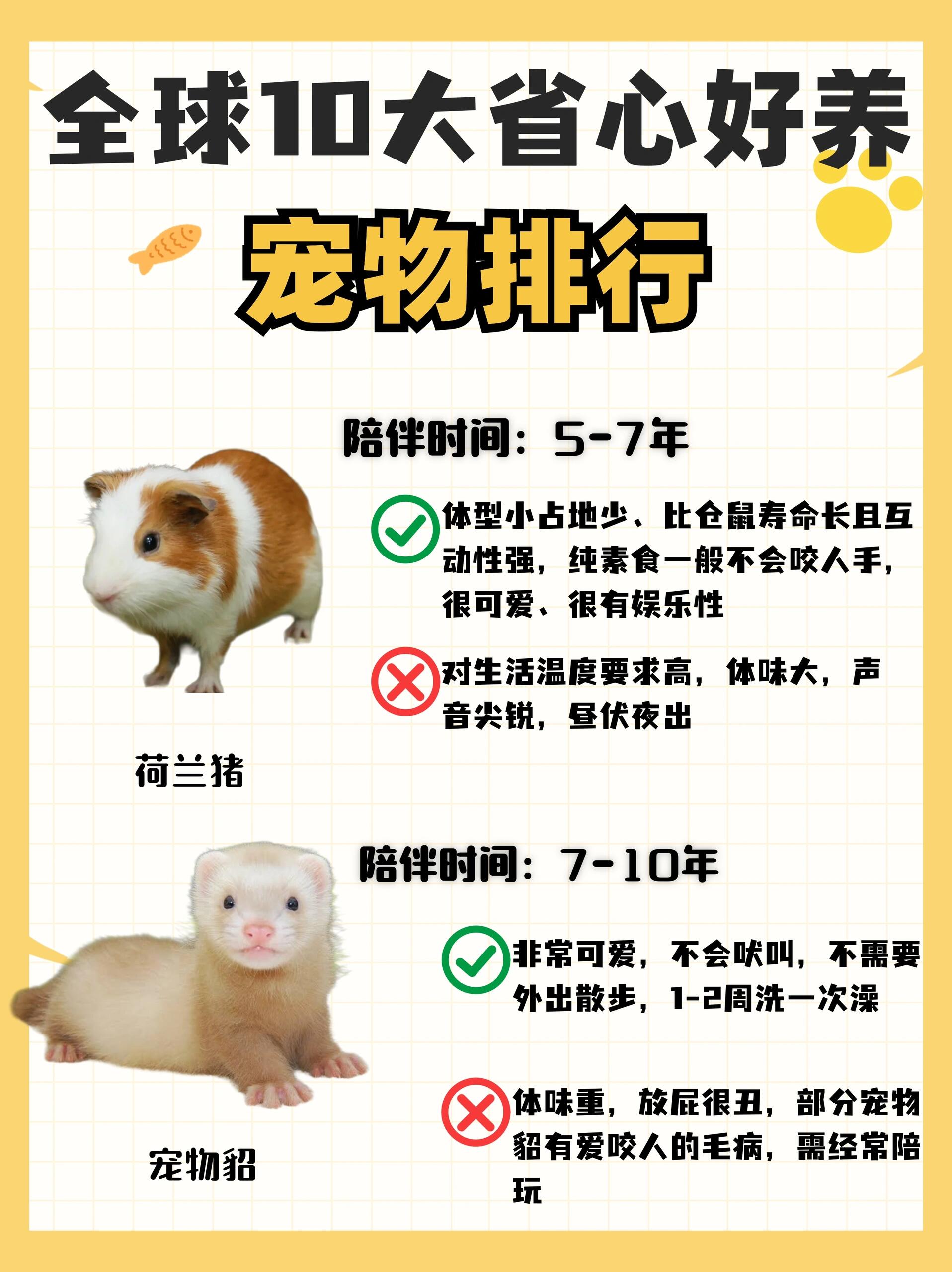 适合小孩养的十大宠物2025年排行榜前十名榜单出炉
