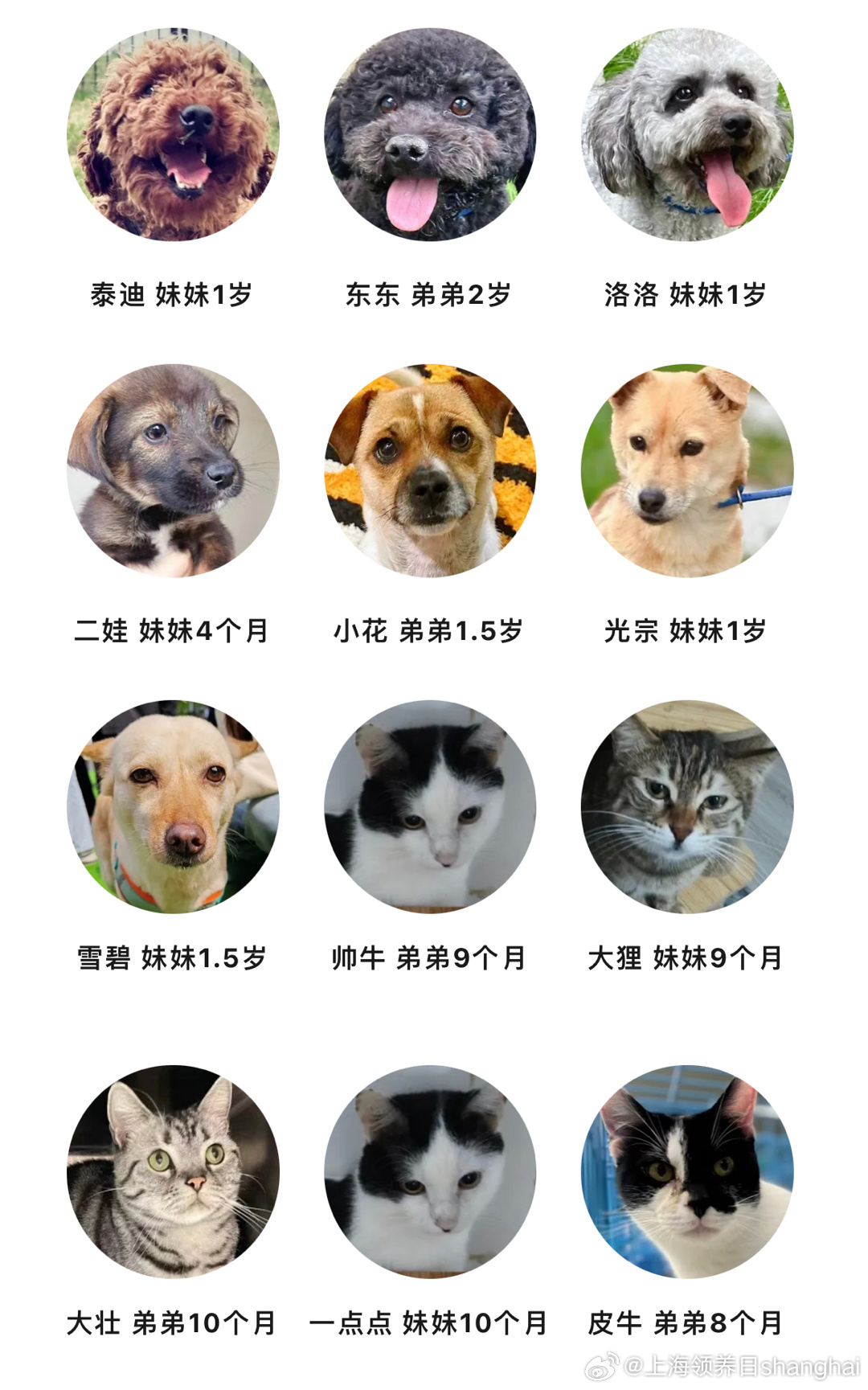 适合小孩养的十大宠物2025年排行榜前十名榜单出炉
