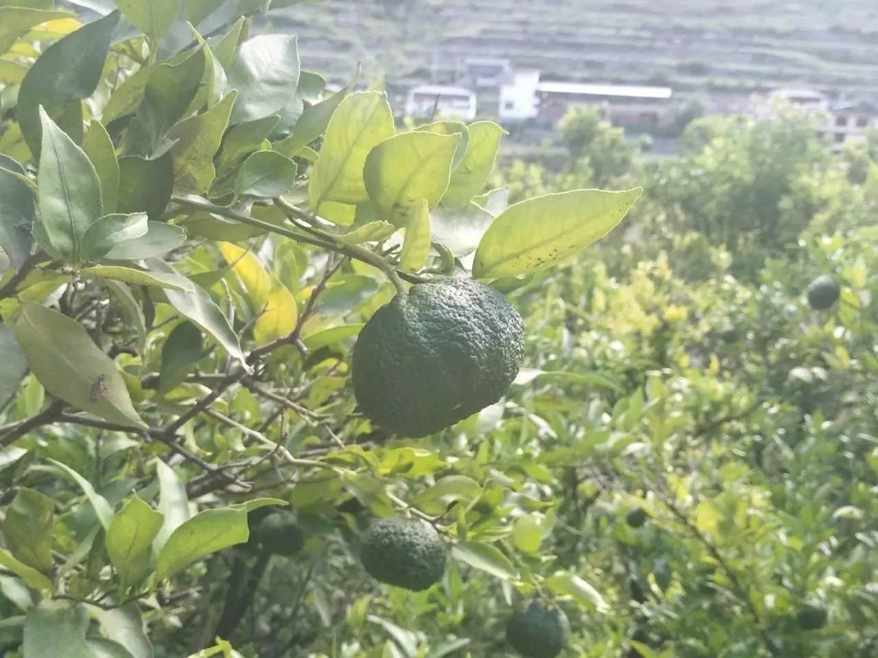 黄果树瀑布景区十大特产2025年排行榜前十名榜单出炉