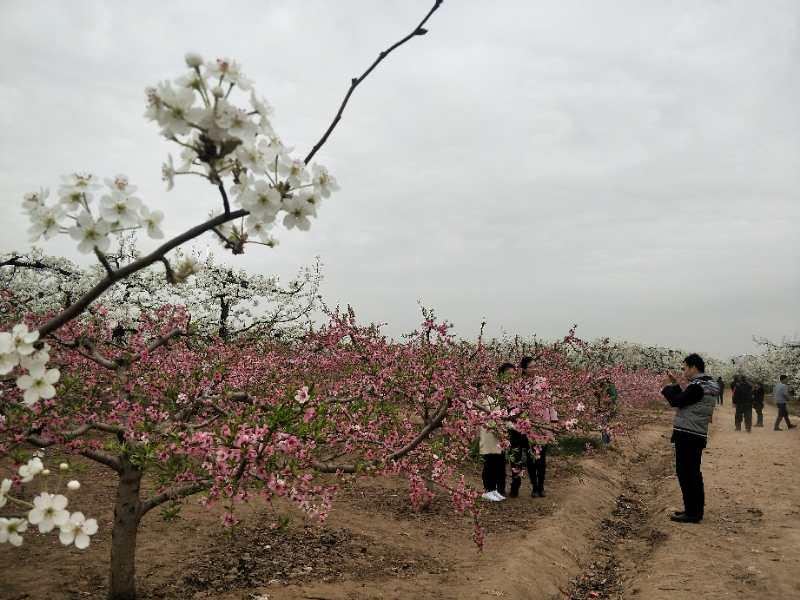 石家庄藁城区著名旅游景点2025年排行榜前十名榜单出炉