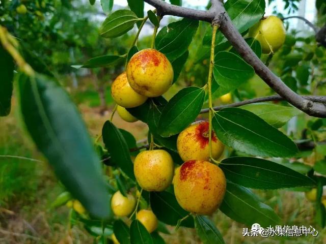全国十大冬枣产地2025年排行榜前十名榜单出炉