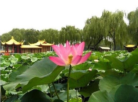 孝感十大赏荷花好去处2025年排行榜前十名榜单出炉