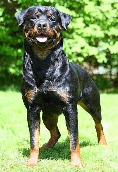 世界上最凶悍的十大犬种2025年排行榜前十名榜单出炉