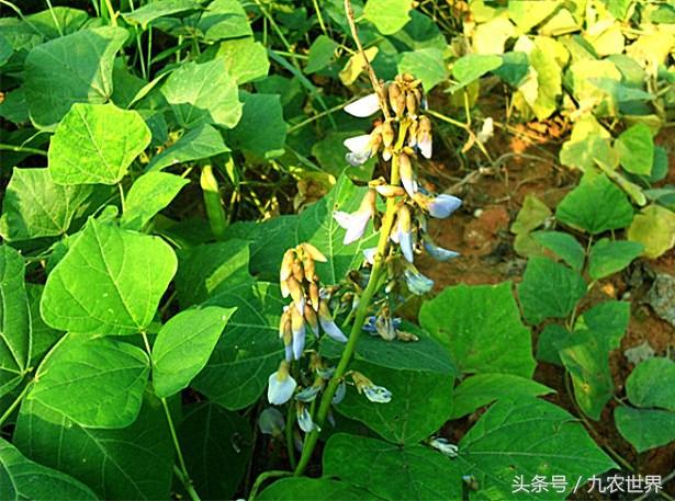 十种利于解酒的水果2025年排行榜前十名榜单出炉