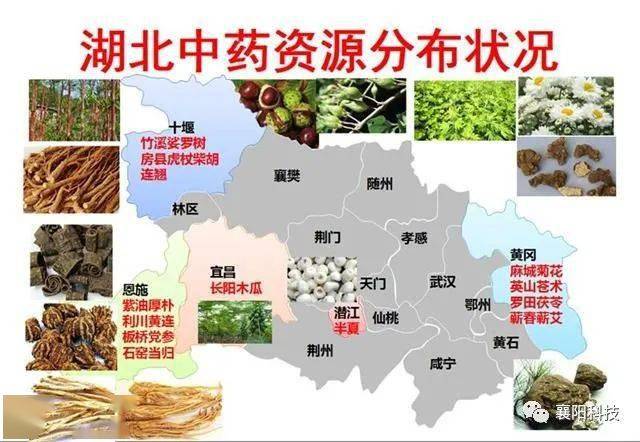 湖北十大道地药材2025年排行榜前十名榜单出炉
