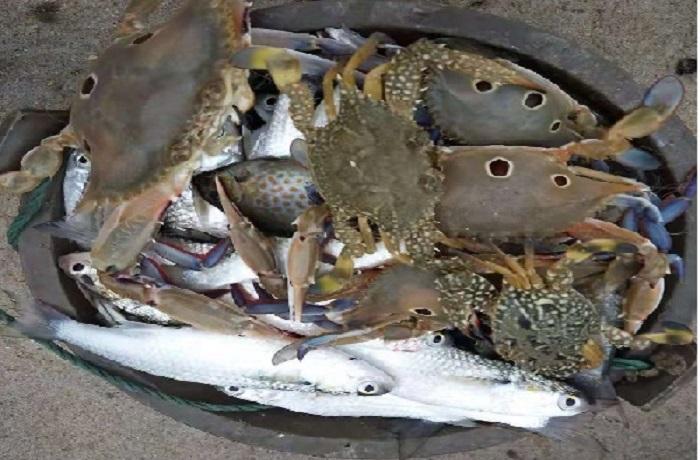 北海七大最适合赶海的地方2025年排行榜前十名榜单出炉 北海七大最适合赶海的地方2025年排行榜前十名榜单出炉
