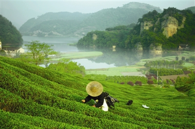 中国十大最美茶园2025年排行榜前十名榜单出炉