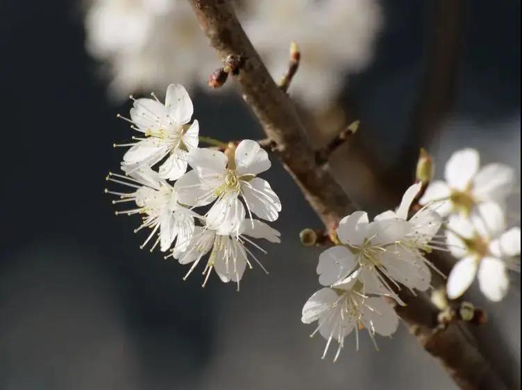 陕西十大赏花胜地2025年排行榜前十名榜单出炉