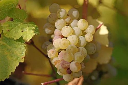 世界十大酿酒白葡萄品种2025年排行榜前十名榜单出炉 世界十大酿酒白葡萄品种2025年排行榜前十名榜单出炉