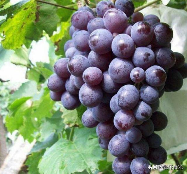 世界十大酿酒白葡萄品种2025年排行榜前十名榜单出炉 世界十大酿酒白葡萄品种2025年排行榜前十名榜单出炉