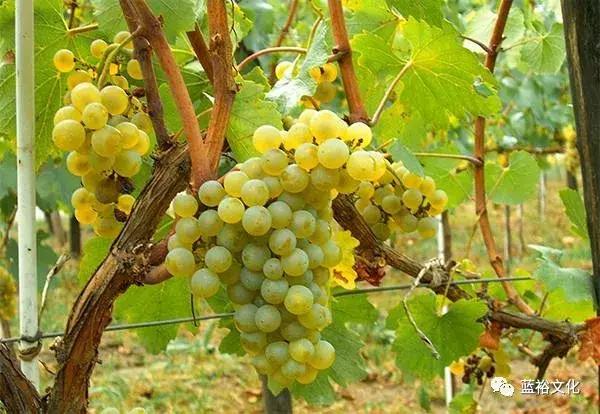 世界十大酿酒白葡萄品种2025年排行榜前十名榜单出炉 世界十大酿酒白葡萄品种2025年排行榜前十名榜单出炉