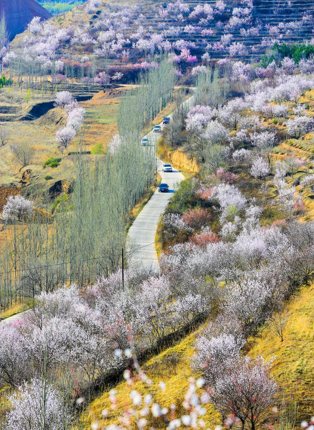 宁夏十大适合春季旅游的地方2025年排行榜前十名榜单出炉 宁夏十大适合春季旅游的地方2025年排行榜前十名榜单出炉