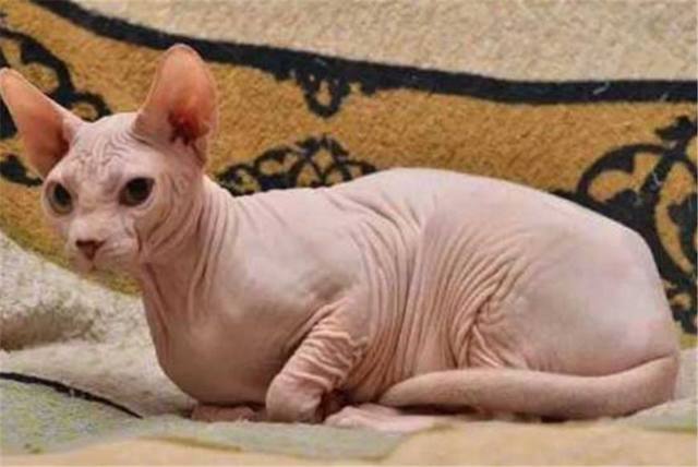 世界十大最丑的宠物猫2025年排行榜前十名榜单出炉 世界十大最丑的宠物猫2025年排行榜前十名榜单出炉