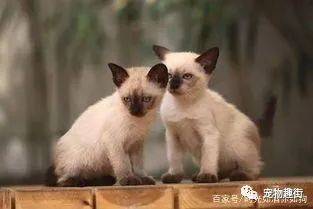 世界十大最丑的宠物猫2025年排行榜前十名榜单出炉 世界十大最丑的宠物猫2025年排行榜前十名榜单出炉
