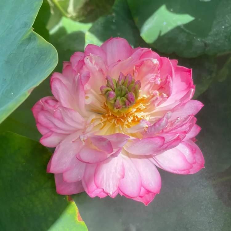 上海十大赏荷花景点2025年排行榜前十名榜单出炉 上海十大赏荷花景点2025年排行榜前十名榜单出炉