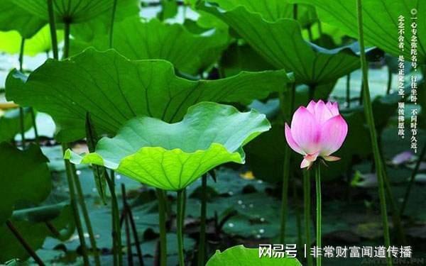 上海十大赏荷花景点2025年排行榜前十名榜单出炉 上海十大赏荷花景点2025年排行榜前十名榜单出炉