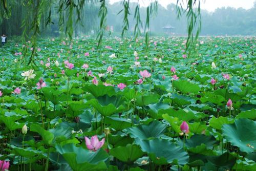 上海十大赏荷花景点2025年排行榜前十名榜单出炉 上海十大赏荷花景点2025年排行榜前十名榜单出炉